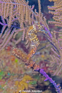 My first encounter with a sea horse.  Down to 600 lbs. of... by Patrick Reardon 